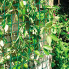 Climbing Plant Net