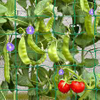 Climbing Plant Net